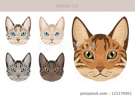 Bengal Cat clipart. All coat colors set. All cat breeds characteristics infographic. Bengal Cat clipart. All coat colors set. All cat breeds characteristics infographic. 123170001