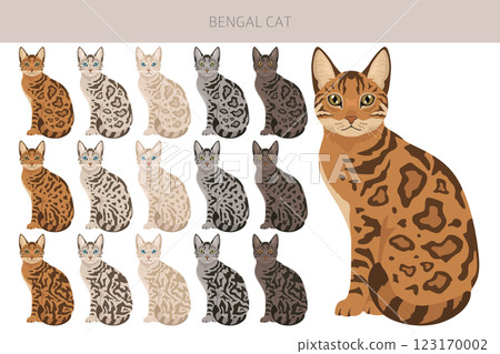 Bengal Cat clipart. All coat colors set.  All cat breeds characteristics infographic. 123170002