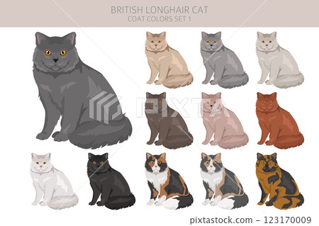 British longhair Cat clipart. All coat colors set.  All cat breeds characteristics infographic 123170009