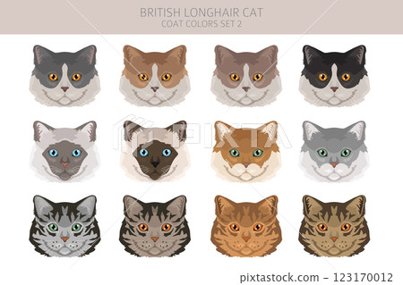 British longhair Cat clipart. All coat colors set.  All cat breeds characteristics infographic 123170012