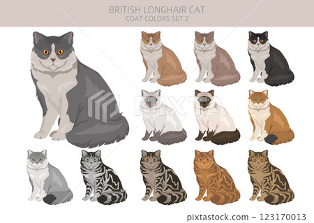 British longhair Cat clipart. All coat colors set.  All cat breeds characteristics infographic 123170013