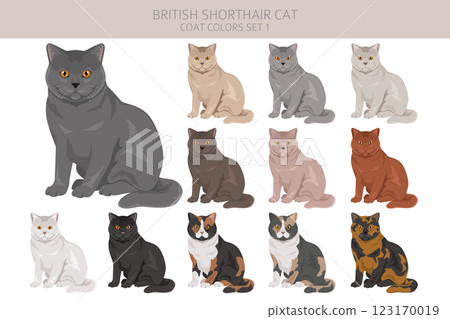 British shorthair Cat clipart. All coat colors set.  All cat breeds characteristics infographic 123170019