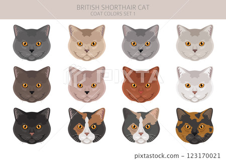 British shorthair Cat clipart. All coat colors set.  All cat breeds characteristics infographic 123170021