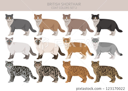 British shorthair Cat clipart. All coat colors set.  All cat breeds characteristics infographic 123170022