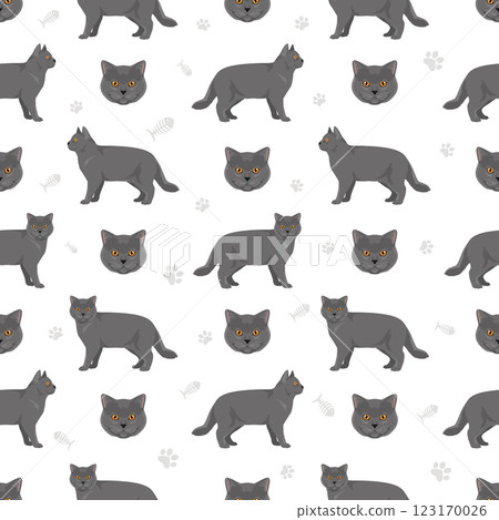 British shorthair Cat seamless pattern. All coat colors set.  All cat breeds characteristics infographic 123170026