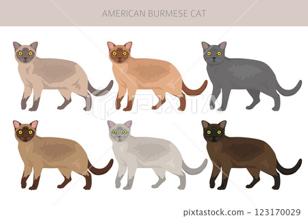 American Burmese Cat clipart. All coat colors set.  All cat breeds characteristics infographic 123170029
