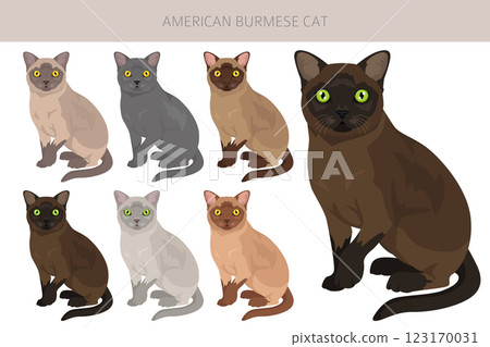 American Burmese Cat clipart. All coat colors set.  All cat breeds characteristics infographic 123170031