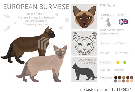 American Burmese Cat clipart. All coat colors set.  All cat breeds characteristics infographic 123170034