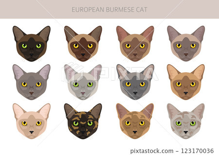 American Burmese Cat clipart. All coat colors set. All cat breeds characteristics infographic American Burmese Cat clipart. All coat colors set. All cat breeds characteristics infographic 123170036
