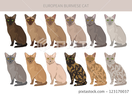 American Burmese Cat clipart. All coat colors set.  All cat breeds characteristics infographic 123170037