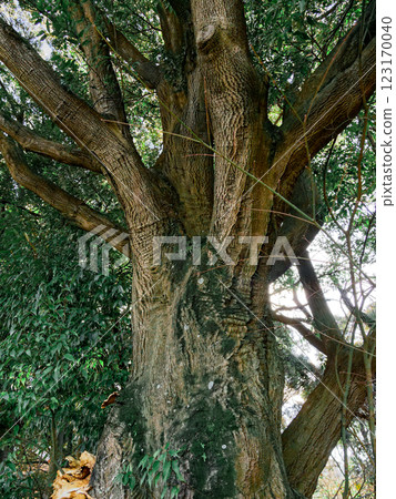 Giant beech tree 123170040