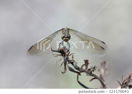 Dragonfly perched on a branch 123170043