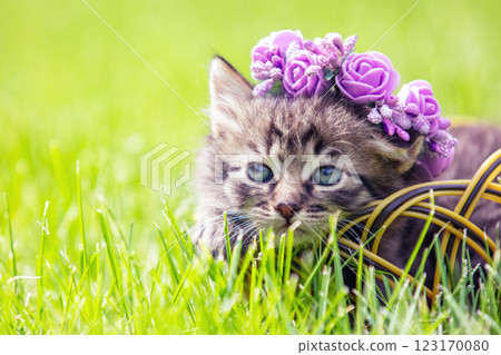 Portrait of a cute funny dreamy kitten crowned with a flower wreath. The cat lies on the grass in the summer garden Portrait of a cute funny dreamy kitten crowned with a flower wreath. The cat lies on the grass in the summer garden 123170080