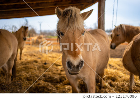 The Fjord horse or Norwegian Fjord Horse. Horse in a stable eating hay 123170090