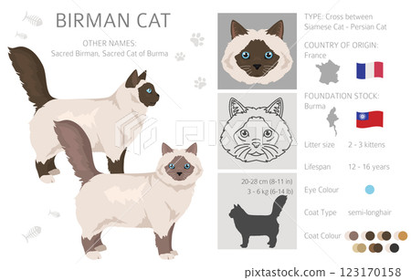 Birman Cat clipart. All coat colors set. All cat breeds characteristics infographic Birman Cat clipart. All coat colors set. All cat breeds characteristics infographic 123170158