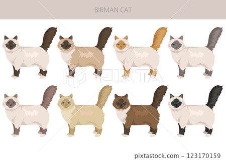 Birman Cat clipart. All coat colors set. All cat breeds characteristics infographic Birman Cat clipart. All coat colors set. All cat breeds characteristics infographic 123170159