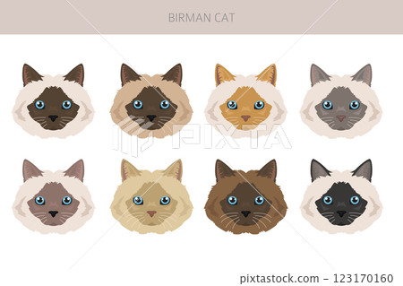 Birman Cat clipart. All coat colors set. All cat breeds characteristics infographic Birman Cat clipart. All coat colors set. All cat breeds characteristics infographic 123170160