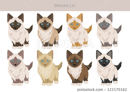 Birman Cat clipart. All coat colors set.  All cat breeds characteristics infographic 123170162