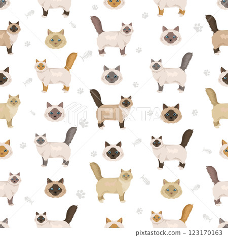 Birman Cat seamless pattern. All coat colors set.  All cat breeds characteristics infographic 123170163
