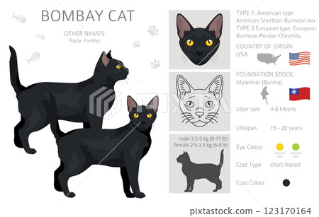 Bombay cat clipart. All coat colors set.  All cat breeds characteristics infographic 123170164