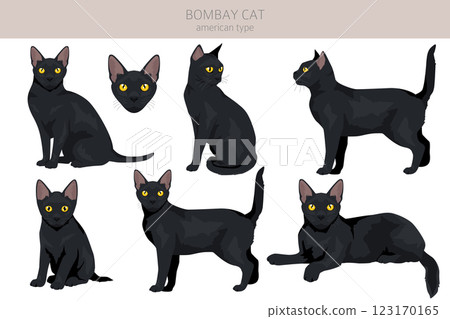 Bombay cat clipart. All coat colors set.  All cat breeds characteristics infographic 123170165