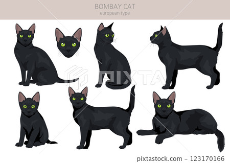 Bombay cat clipart. All coat colors set. All cat breeds characteristics infographic Bombay cat clipart. All coat colors set. All cat breeds characteristics infographic 123170166