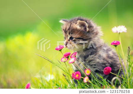 Little kitten sitting on the grass with daisy flowers in the summer garden 123170258