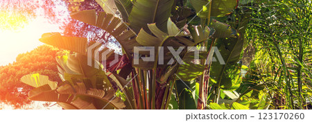 Banana plantation on a sunny day. Nature tropical background. Horizontal banner 123170260
