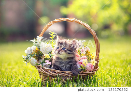Little kitten sitting in a basket on the grass with flowers in the summer garden Little kitten sitting in a basket on the grass with flowers in the summer garden 123170262