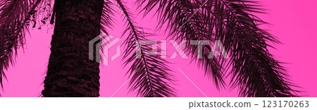 Silhouette of a tropical palm tree against a pink sunset sky. Horizontal banner Silhouette of a tropical palm tree against a pink sunset sky. Horizontal banner 123170263