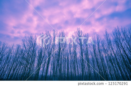 Young forest with trees without leaves on a foggy autumn morning. Natural background 123170291