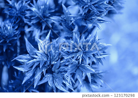 Young shoots and leaves of peonies flowers in spring. Nature background. Blue color toning Young shoots and leaves of peonies flowers in spring. Nature background. Blue color toning 123170298