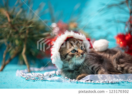 Little kitten with Christmas decoration lying on blue blanket Little kitten with Christmas decoration lying on blue blanket 123170302