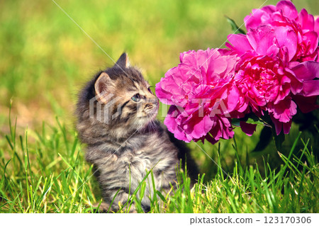 Little kitten sitting on the grass and smelling peony flowers in the summer garden Little kitten sitting on the grass and smelling peony flowers in the summer garden 123170306