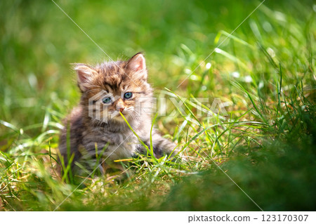 Little kitten on nature outdoors. A funny kitten walks in the garden on a sunny summer day Little kitten on nature outdoors. A funny kitten walks in the garden on a sunny summer day 123170307