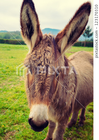 Portrait of a donkey on the meadow 123170310