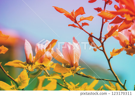 Blooming magnolia flowers against the blue sky. Spring. Natural vintage floral background Blooming magnolia flowers against the blue sky. Spring. Natural vintage floral background 123170311