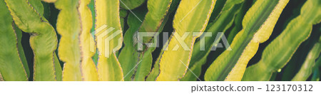 Cactus texture. Nature background. Horizontal banner Cactus texture. Nature background. Horizontal banner 123170312