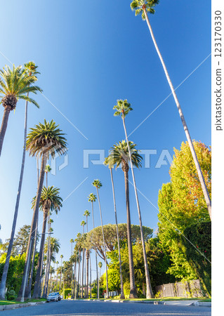 Iconic Beverly Hills street lined with towering palm trees under a bright sunny sky 123170330