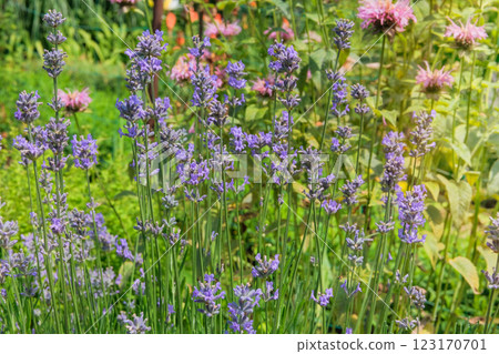 Lavandula is blooming in sunny day. Shrub that blooms with purple flowers in summer. Lavandula grows in meadow. Cottage garden. Sunny day. 123170701