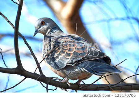 野雞蝴蝶（小雞鴿） 123170706