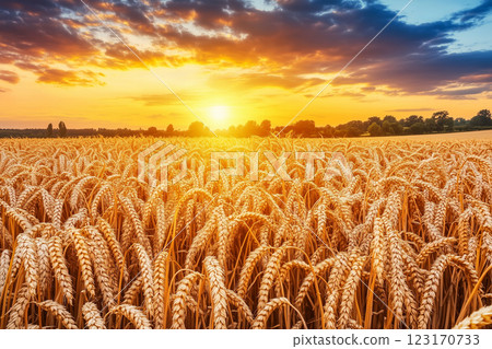 Golden Wheat Field Under Bright Sunlight with Stunning Sky at Sunset 123170733