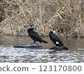 Cormorant Cormorant 123170800