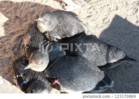 Baby penguins (Kasai Rinkai Aquarium) 123170869