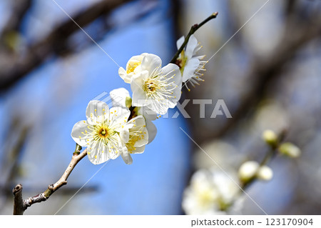 white plum blossom white plum blossom 123170904