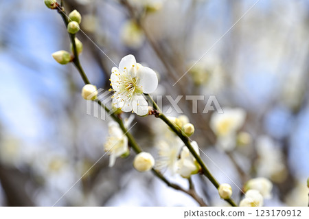 white plum blossom white plum blossom 123170912