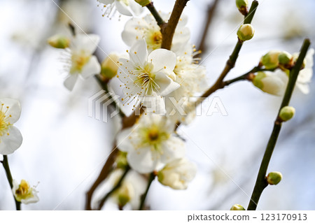 white plum blossom white plum blossom 123170913