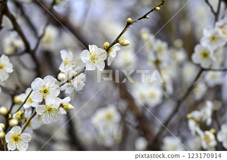 white plum blossom white plum blossom 123170914