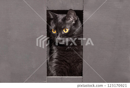 A beautiful black cat sits in a box 123170921