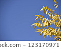 yellow leafs on the blue sky 123170971
